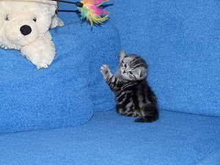 click for enlarge 1920 X 1440 391.8 Kb picture