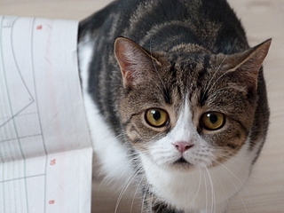 click for enlarge 1920 X 1440 170.0 Kb picture