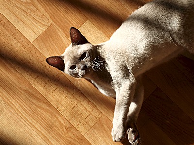 click for enlarge 800 X 600 146.9 Kb picture