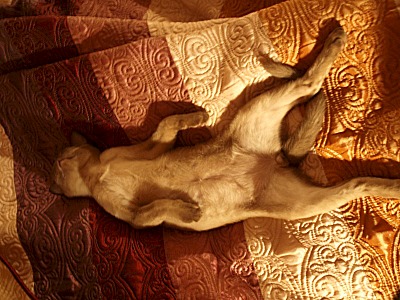 click for enlarge 800 X 600 146.7 Kb picture
