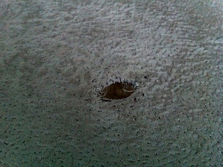 click for enlarge 1920 X 1434 365.0 Kb picture