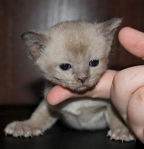 click for enlarge 968 X 1004 94.3 Kb picture