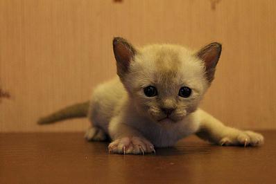 click for enlarge 1282 X 855 97.3 Kb picture