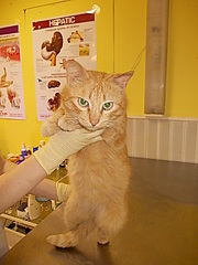 click for enlarge 480 X 640 131.9 Kb picture