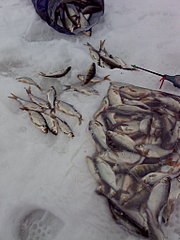 click for enlarge 1536 X 2048 456.8 Kb picture