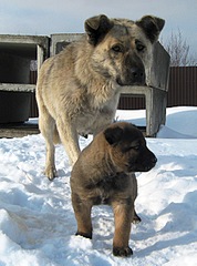click for enlarge 966 X 1301 320.4 Kb picture