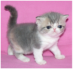 click for enlarge 529 X 502 148.7 Kb picture