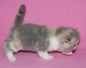 click for enlarge 592 X 469 166.1 Kb picture