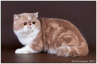 click for enlarge 600 X 400 103.9 Kb picture