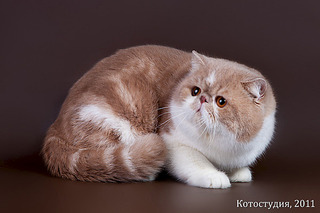 click for enlarge 600 X 400 85.9 Kb picture