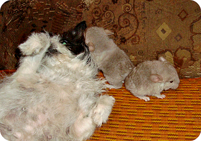 click for enlarge 1250 X 882 171.2 Kb picture