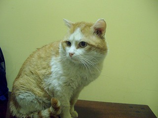 click for enlarge 1920 X 1440 417.2 Kb picture