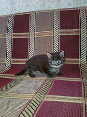 click for enlarge 768 X 1024 347.7 Kb picture