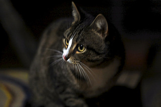 click for enlarge 1200 X 798 71.7 Kb picture