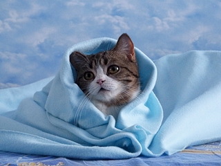 click for enlarge 1920 X 1440 529.9 Kb picture