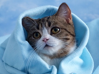 click for enlarge 1920 X 1440 532.2 Kb picture