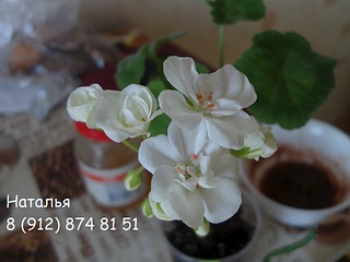 click for enlarge 1024 X 768 202.4 Kb picture