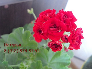 click for enlarge 1024 X 768 217.3 Kb picture