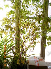 click for enlarge 1920 X 2560 630.1 Kb picture