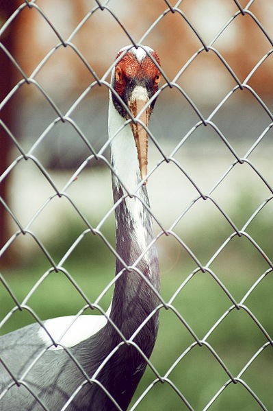 click for enlarge 533 X 800 119.5 Kb picture