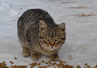 click for enlarge 1280 X 892 172.0 Kb picture