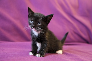 click for enlarge 1920 X 1280 430.9 Kb picture