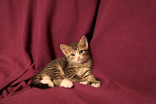 click for enlarge 1920 X 1280 513.4 Kb picture