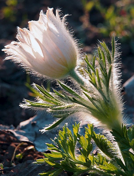 click for enlarge 761 X 1000 183.3 Kb picture