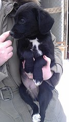 click for enlarge 341 X 604 40.2 Kb picture