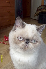 click for enlarge 1856 X 2784 326.8 Kb picture