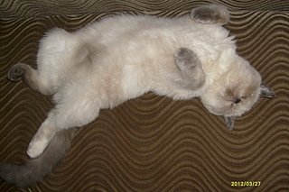 click for enlarge 1920 X 1280 190.9 Kb picture