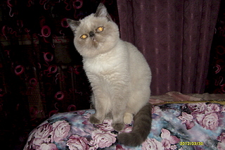 click for enlarge 1920 X 1280 181.3 Kb picture