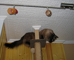 click for enlarge 800 X 650 301.8 Kb picture