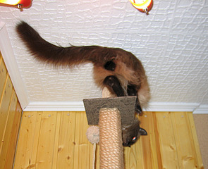 click for enlarge 800 X 650 263.1 Kb picture