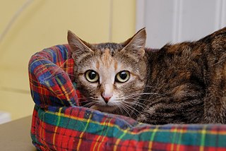 click for enlarge 807 X 540  89.9 Kb picture