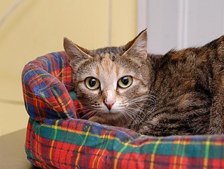 click for enlarge 807 X 612 109.0 Kb picture