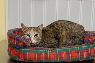 click for enlarge 807 X 538 101.0 Kb picture