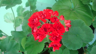 click for enlarge 1920 X 1080 668.0 Kb picture