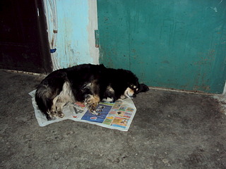 click for enlarge 1920 X 1440 544.8 Kb picture