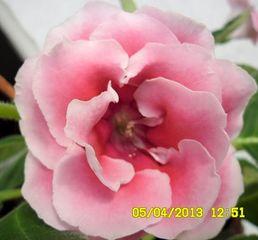 click for enlarge 501 X 466 33.3 Kb picture