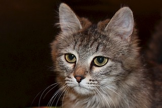 click for enlarge 1920 X 1280 487.7 Kb picture