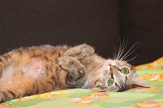 click for enlarge 1920 X 1280 374.0 Kb picture