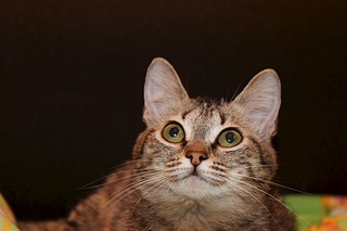 click for enlarge 1920 X 1280 348.8 Kb picture