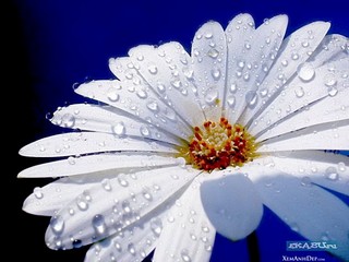click for enlarge 620 X 465 61.6 Kb picture