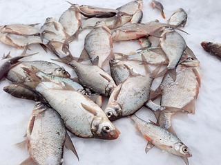 click for enlarge 1920 X 1440 614.1 Kb picture