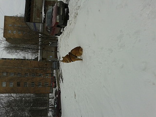 click for enlarge 1920 X 1440 617.4 Kb picture