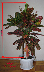 click for enlarge 1877 X 3112 424.6 Kb picture