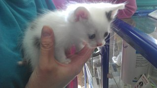 click for enlarge 604 X 341  29.9 Kb picture