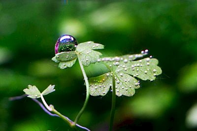 click for enlarge 800 X 532 66.1 Kb picture