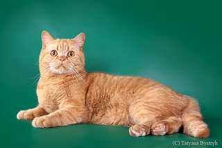 click for enlarge 611 X 407 89.5 Kb picture